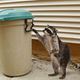 NARF member Bandit attempts to breach a Tulsa, OK, garbage can.